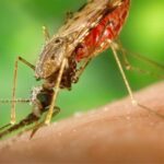 malaria infortunio lavoro trasferta